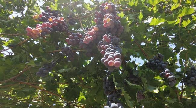 Manisa'da yaş üzüm hasadı başladı