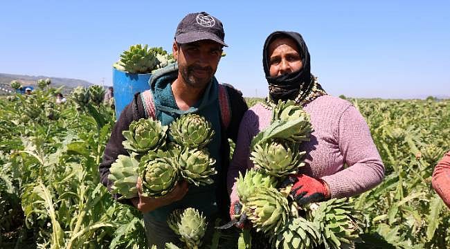Zahmeti çok, getirisi iyi: Çiftçinin yeni gözdesi enginar