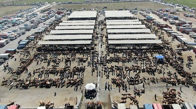 Türkiye’nin en büyüğünde bayram mesaisi: Kurban pazarında sıkı pazarlıklar başladı! 1 tonluk Tosun 400 bin TL'ye alıcı bekliyor