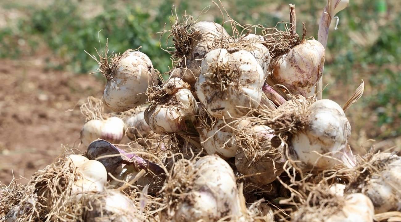 Aksaray'dan İspanya'ya antibiyotik niteliğinde sarımsak ihracatı