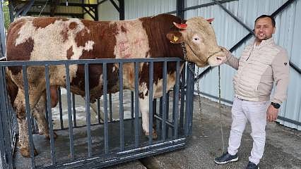Sivas’ın heybetlisi: 1 tonluk 'Poyraz' 500 bin TL’ye alıcısını bekliyor