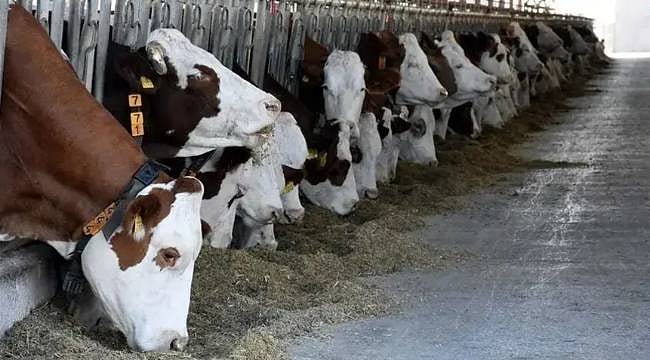 Bakanlık açıkladı: Hayvan varlığı Haziran ayında arttı