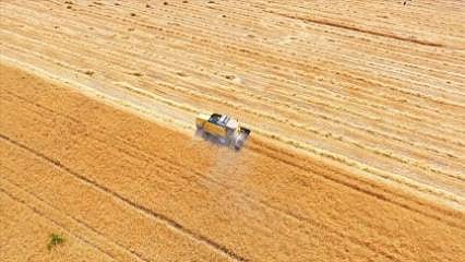 TİGEM 4 bin 427 ton mahsul buğday satacak
