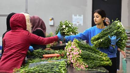 Yılbaşı, çiçek piyasasını hareketlendirdi: Milyon dolarlık ihracat yapıldı