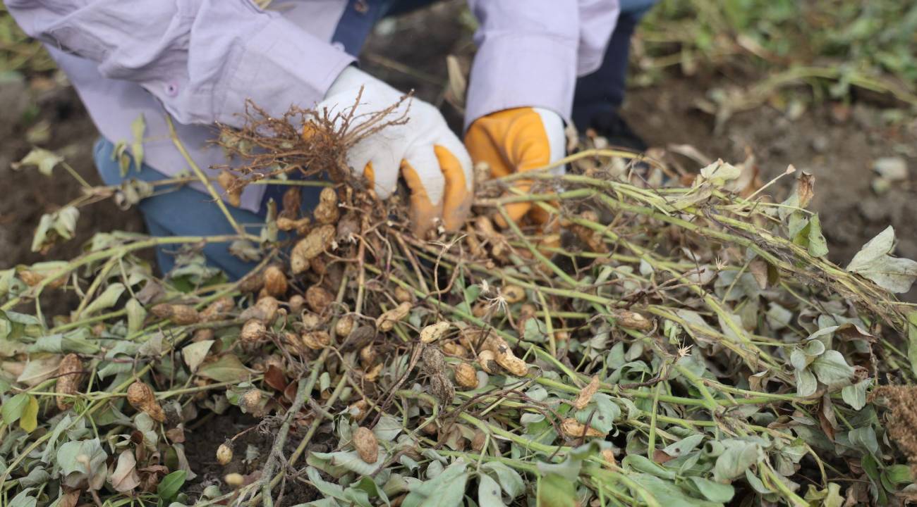 Yer fıstığında rekolte yarıya indi: Tarla ve market fiyatları dikkat çekiyor