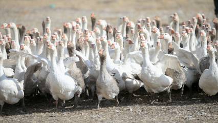 Kaz yetiştiriciliğinde akla o il geliyor: Tescilin ardından ilgi daha da arttı