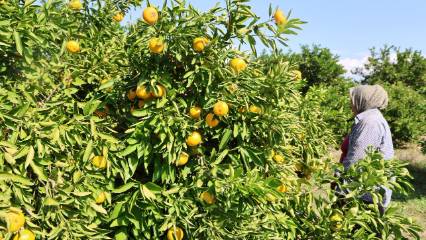 Mevsimin en uygun fiyatlı meyvesi oldu: Kilosu 8 TL'ye düştü
