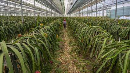 Turizmin kenti, tarımda da iddialı: 8 tropikal meyve çeşidi Milli Çeşit Listesi'ne girdi