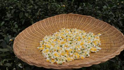 Körfez ülkelerinden gelen turistler bu çaya bayılıyor