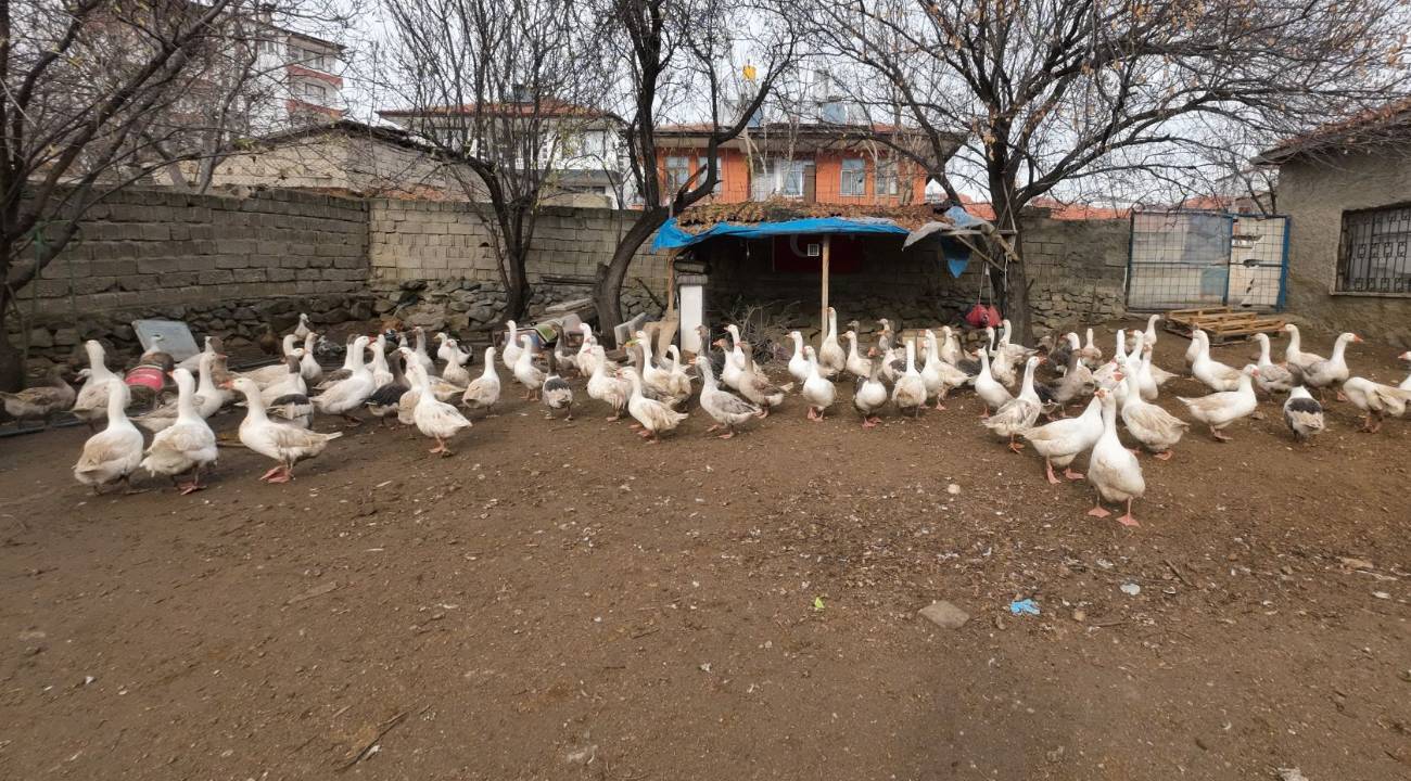 Köyüne döndü, üretime başladı: Şimdi binlerce hayvan yetiştiriyor