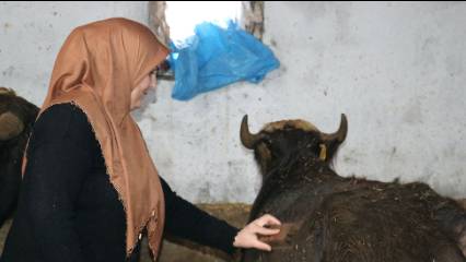 Köyde hayvancılığa başladı, bölge halkına da ilham oldu