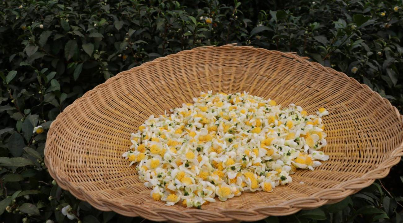 Körfez ülkelerinden gelen turistler bu çaya bayılıyor