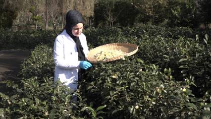 Sindirim ve bağışıklığa faydalarıyla dikkat çekiyor: Kilosu 6 bin liradan satılıyor
