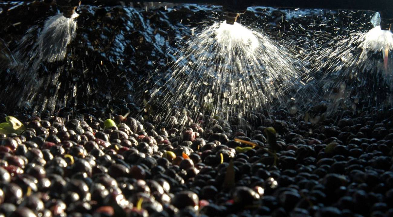 Zeytin sıkımında kullanılan su tarım arazilerine hayat verecek