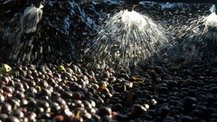 Zeytin sıkımında kullanılan su tarım arazilerine hayat verecek