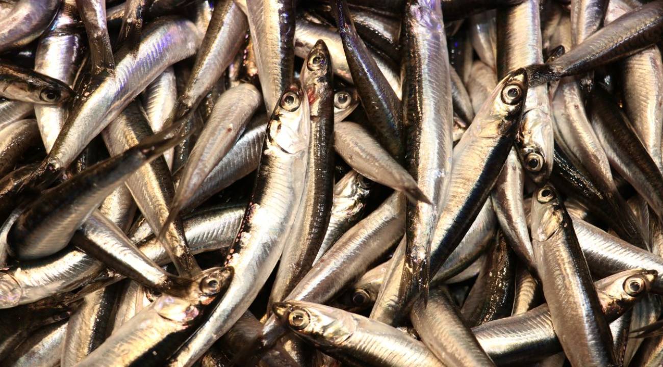 Trabzon'da hamsi bolluğu: Tezgahlarda fiyatlar geriledi