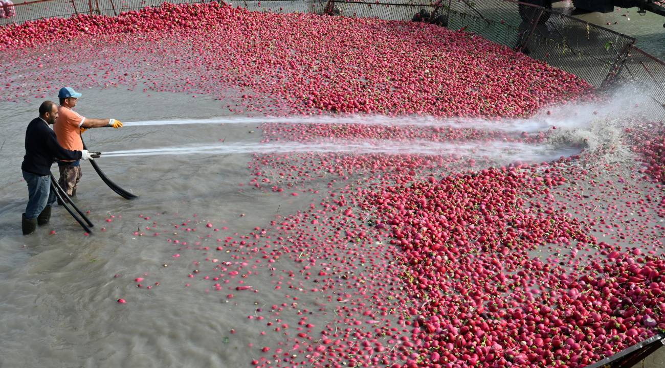 Tescilli turplarda hasat tamamlandı, yıkama mesaisi başladı