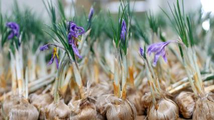 Dünyanın en değerli baharatlarından birini üretiyor: Yıllık geliri 1 milyon TL’yi aşabilir