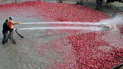 Tescilli turplarda hasat tamamlandı, yıkama mesaisi başladı