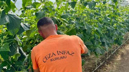 Hükümlülerin ürettiği meyve ve sebzelere yoğun talep