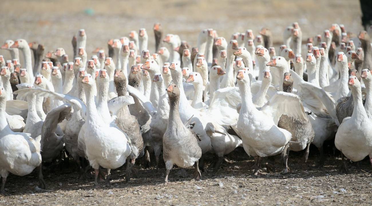 Kaz yetiştiriciliğinde akla o il geliyor: Tescilin ardından ilgi daha da arttı