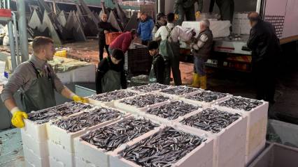 Karadeniz'de hamsi bolluğu: Fiyatı şaşırttı