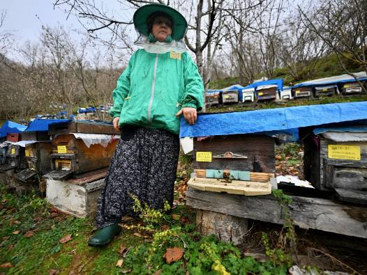 Babasından öğrendiği mesleği 45 yıldır sürdürüyor: Kadın arıcı yılda 1 ton bal üretiyor