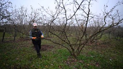 Detaylar: Kahverengi kokarcayla mücadelede yeni yöntem: Yarasalar çare olacak mı?