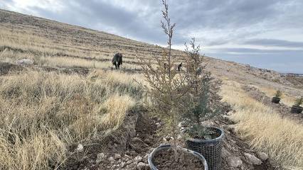 Türkiye'nin en kirli havasına sahipti: Ağaçlandırma çalışması başladı