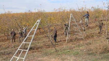Köylüler sınırları kaldırdı, devasa oldu