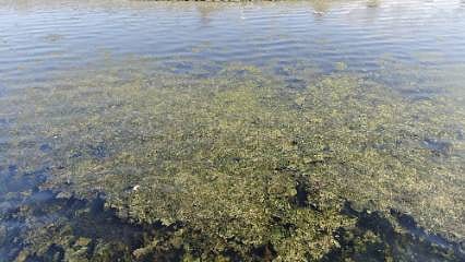 İzmir Bostanlı sahilinde "deniz marulu" alarmı
