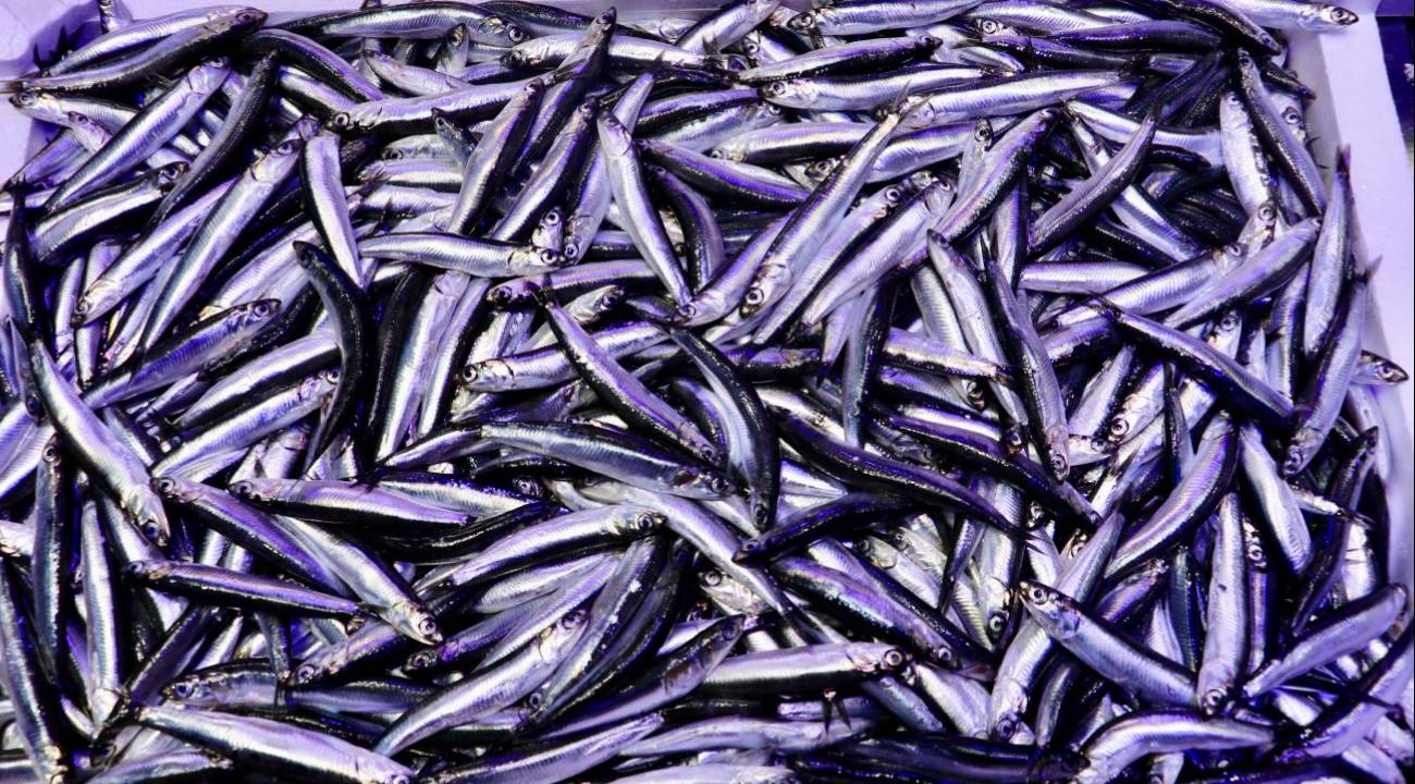 Trabzon’da hamsi bereketi: Fiyatlar düşüşte