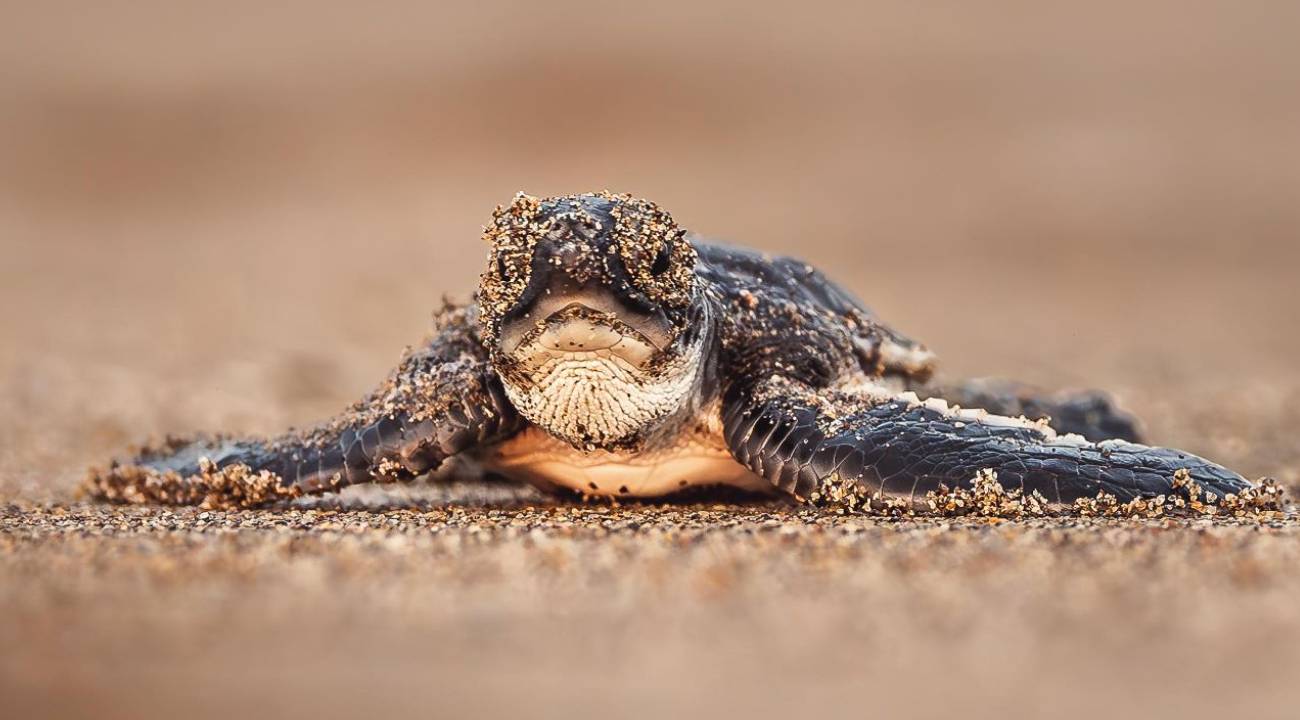 Farkındalık sonuç verdi: O tür nesli tükenme kategorisinden çıkarıldı