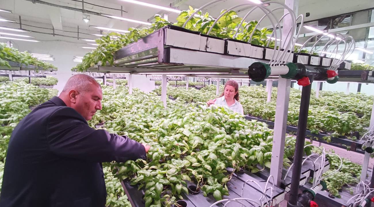 6 dönümlük kapasiteyi 1100 m²'ye sığdıran dikey tarım: 30 milyonluk stratejik yatırım