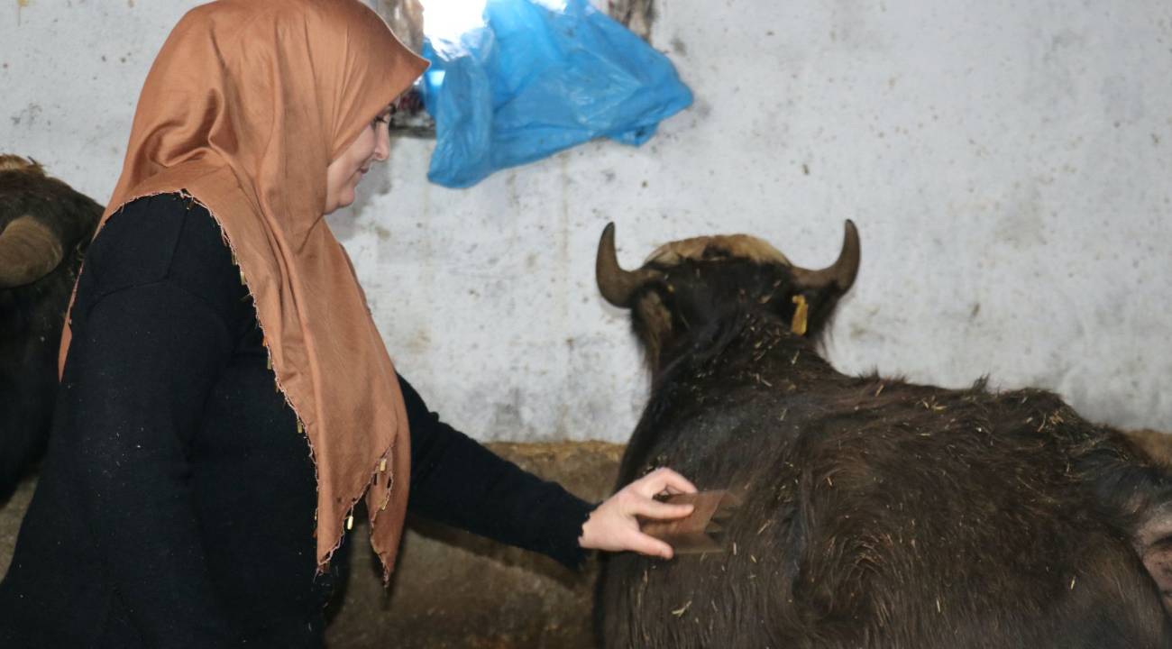 Köyde hayvancılığa başladı, bölge halkına da ilham oldu