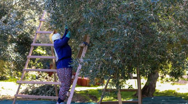 "Üreticimiz bir yıl boyunca ciddi mücadele verdi"