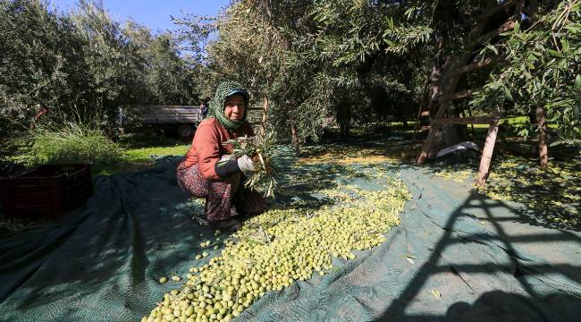 2024 yılında yaklaşık 350 bin ton rekolte gerçekleşti