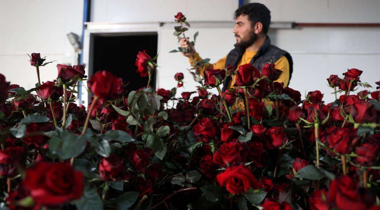 Sebze serasında gül yetiştiriliyor: Üretim Türkiye’nin dört bir yanına ulaşıyor