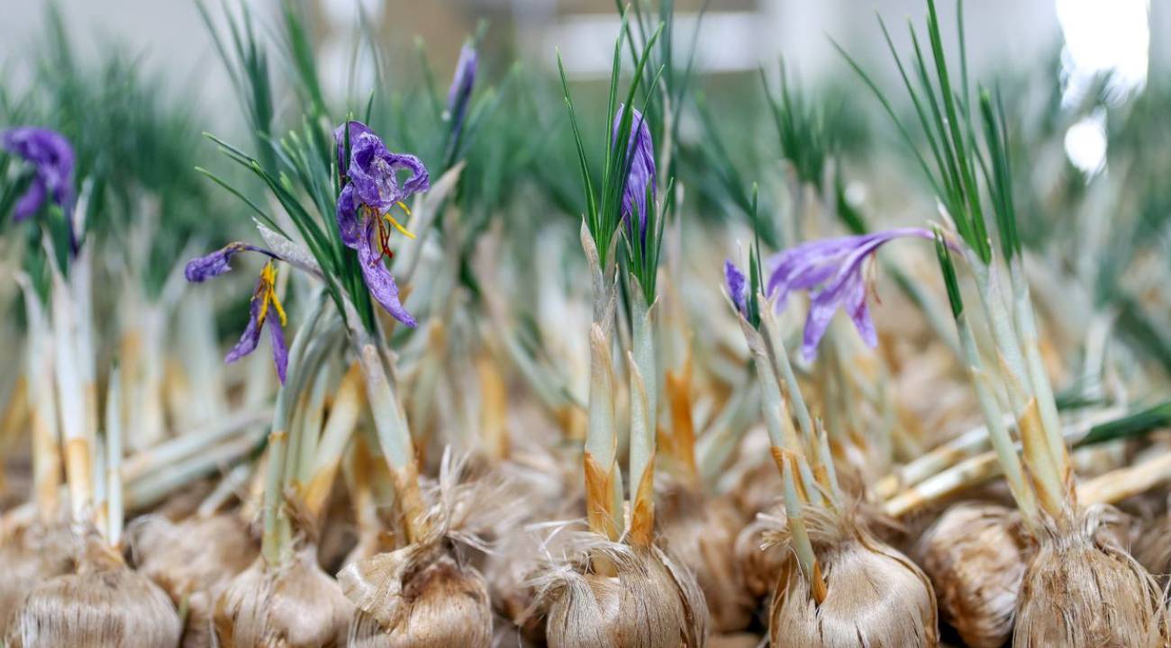 Dünyanın en değerli baharatlarından birini üretiyor: Yıllık geliri 1 milyon TL’yi aşabilir