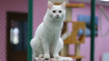 Koruma altındaki Van kedileri bu yıl onlarca yavru dünyaya getirdi