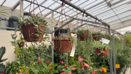 Balkon bahçeciliği yükselişte: Süs bitkisi satışlarında dikkat çeken artış