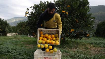 Finike portakalında hasat telaşı: Ürünler iç ve dış pazara sevk ediliyor