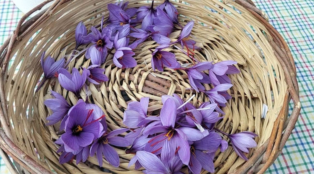 İlaç ve kozmetik sektörünün gözdesi: Dünyanın en pahalı baharatı o ilde hasat ediliyor