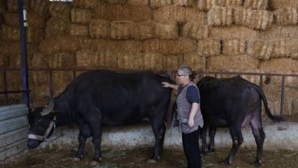 Sınırlı sayıda üretilen manda kaymağının kilosu binlerce TL’den alıcı buluyor