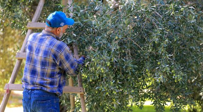 "Zeytinin kalitesi dünya standartlarına ulaştı"