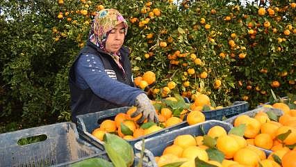 Kilosu 2 liraya kadar düşmüştü: Tonlarca ürün ücretsiz dağıtıldı