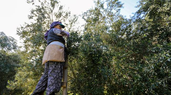 "Tütündeki emeğimizi zeytin ağacına taşıdık"