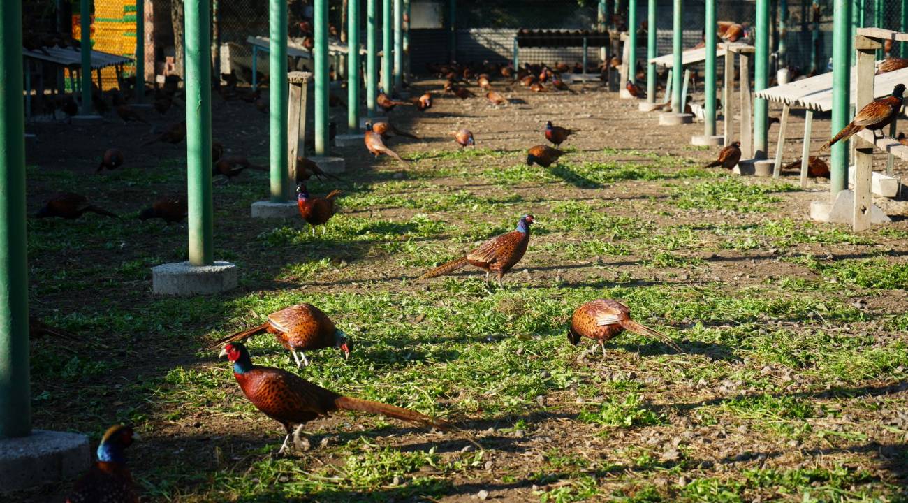 Doğal savaşçılar: Biyolojik mücadele güçleniyor 3 bin adet doğaya salınacak
