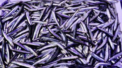 Trabzon’da hamsi bereketi: Fiyatlar düşüşte