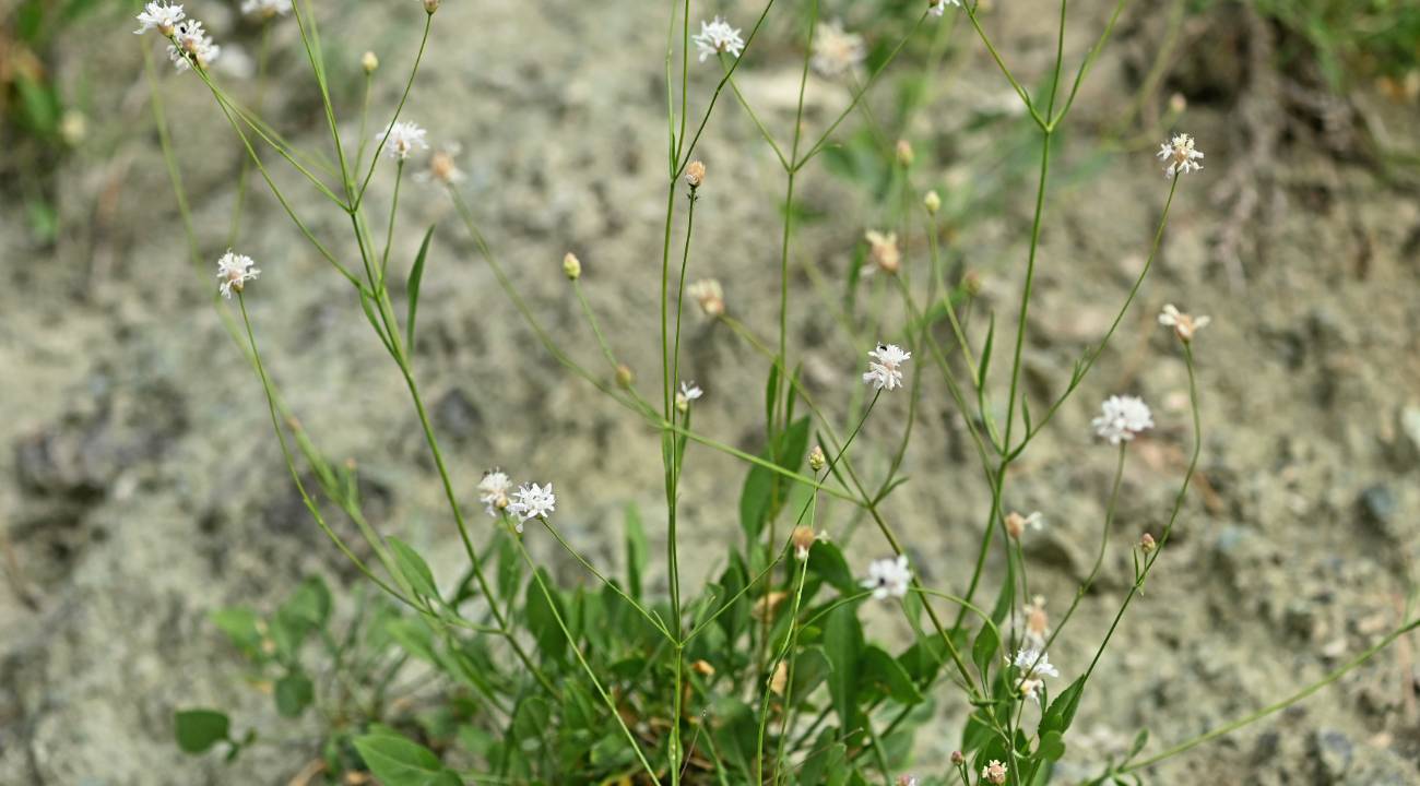 Öğretmen yeni bitki türü keşfetti, literatüre eklendi